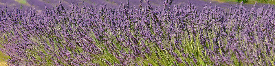 Lavander in the Luberon in Provence